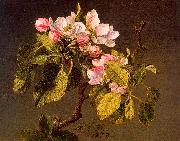 Apple Blossoms Martin Johnson Heade